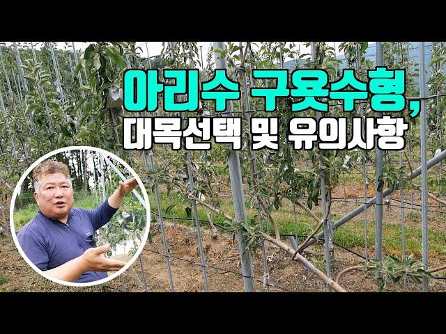 아리수 구욧수형, 대목선택 및 유의사항