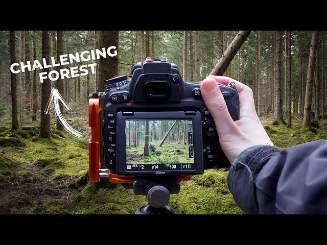 Making sense of the Forest: Photography with Nikon D750