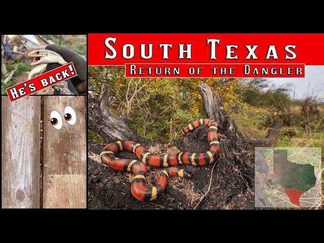 The Dangler Returns - now it's huge! Snake hunting the Tamaulipan desert for milksnakes