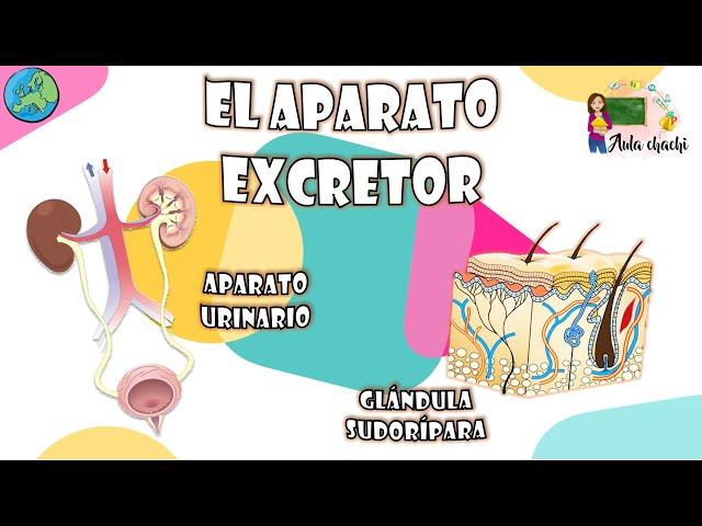 El aparato Excretor | Aula chachi - Vídeos educativos para niños