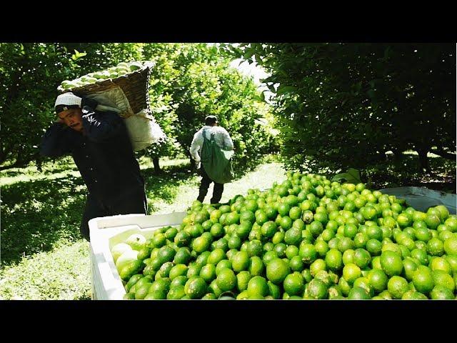 Lime Fruit Cultivation Technology - Asian Green Lemon Farming and Harvest