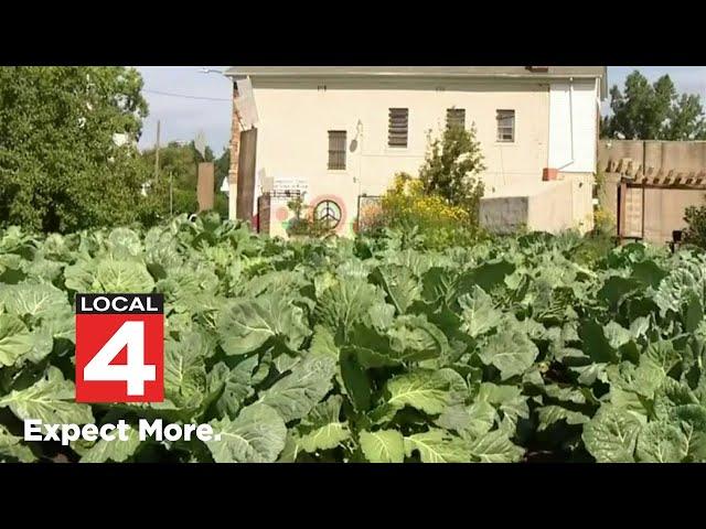 Collard Green Cook-Off event aims to improve access to fresh foods in Detroit