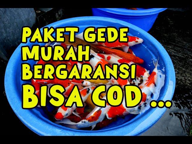 MASIH TERSEDIA HARI INI !!! PUSAT KOI BLITAR HARGA MURAH MERIAH !!! | Dua Putri Koi | 23-09-2024