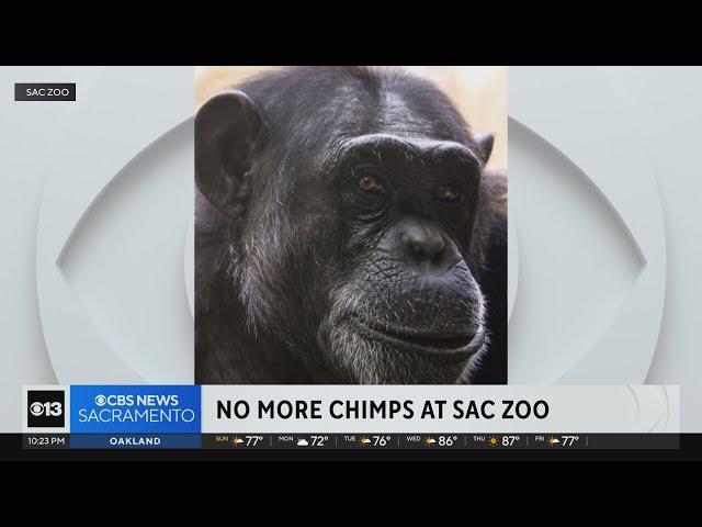 Sacramento Zoo says good-bye to its chimps