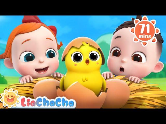 Little Chicks Song  | 1 HOUR of Farm Animal Songs | Kids Songs & Nursery Rhymes | LiaChaCha