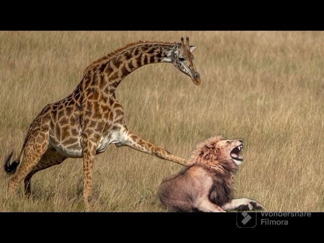 EXTREME FIGHT LION VS GIRAFFE#2 WILD ANIMALS ATTACK #DRS K SINGH CHANNEL JAI SHREERAM
