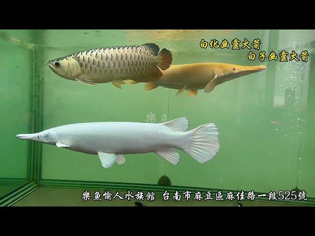 台南麻豆樂魚愉人水族 #大型魚 #珍稀魚 #水族館#名將龍魚 #樂魚愉人水族 歡迎來店～