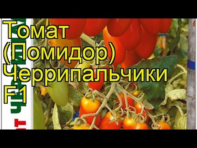 Томат Черрипальчики F1. Краткий обзор, описание характеристик solanum lycopersicum Cherripalchiki F1