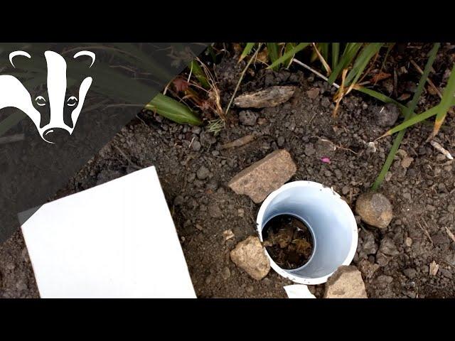 #EssexWildlifeTV - Pitfall Trapping