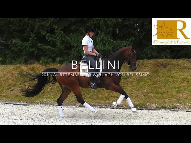 SOLD!! Dressurpferd - 2011 Württemberger Wallach von Belissimo, Stm. ca. 1,68, M-Dressur - Bellini