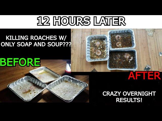 We killed OVER 1,000 Cockroaches OVERNIGHT using only Soup and Soap ! w Results !