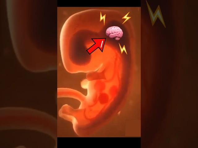 The FORMATION of the Human BRAIN! #neuroscience