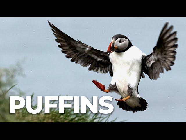 Photographing PUFFINS in ICELAND -  bird photography