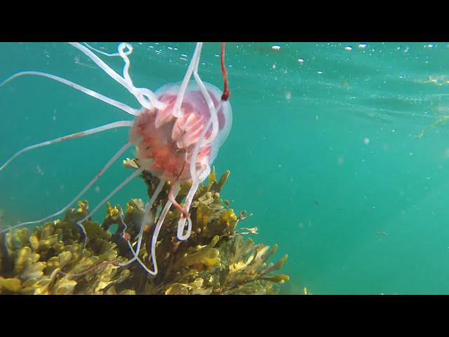 Deep sea jellyfish (Periphylla periphylla)