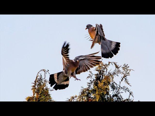 Mike Hermes Photography - Bird Photography Samples