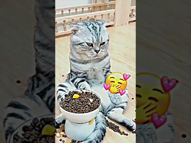 video kucing lucu 