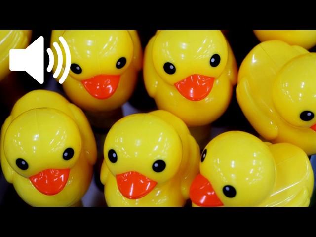 Duck Toy Sound Effect