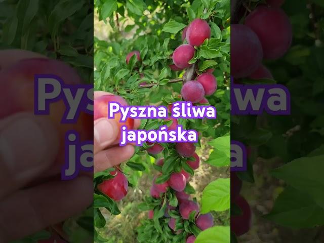 Śliwa japońska w naszym ogrodzie #dionp