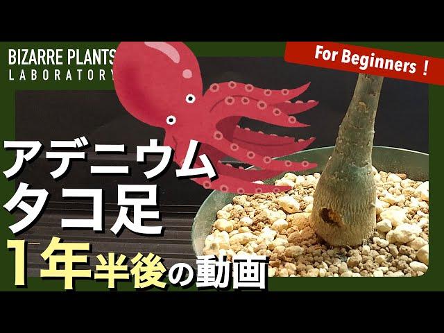 【アデニウム タコ足の作り方】「タコ足アデニウム」1年半の経過動画！！
