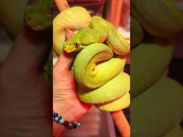 BLUE GREEN TREE PYTHON