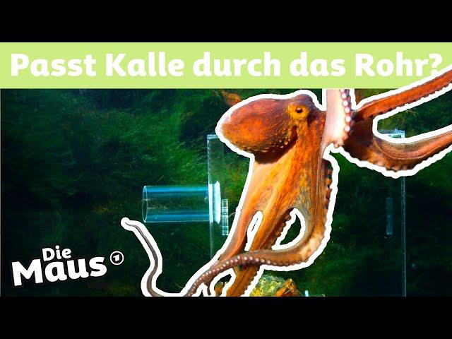 Warum hat der Oktopus acht Arme? | DieMaus | WDR