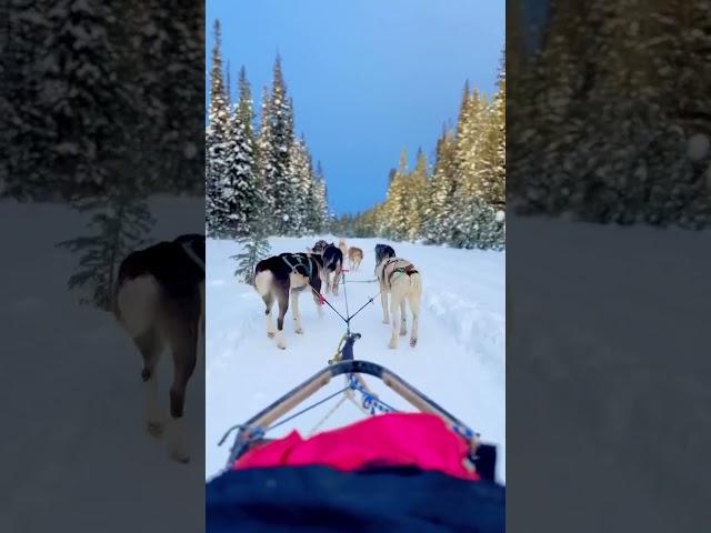 Dog sledding in Banff #banff #winter #dogs