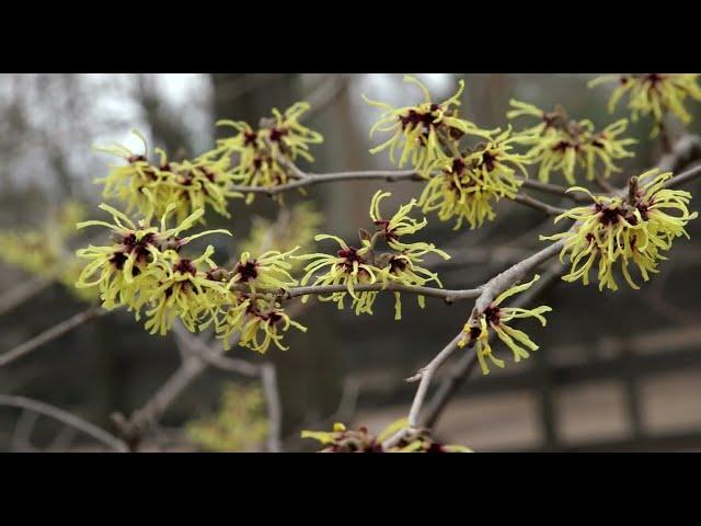 March Blooms at the Cincinnati Zoo & Botanical Garden