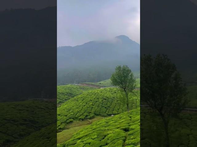 Munnar - Paradise of South India  #shorts