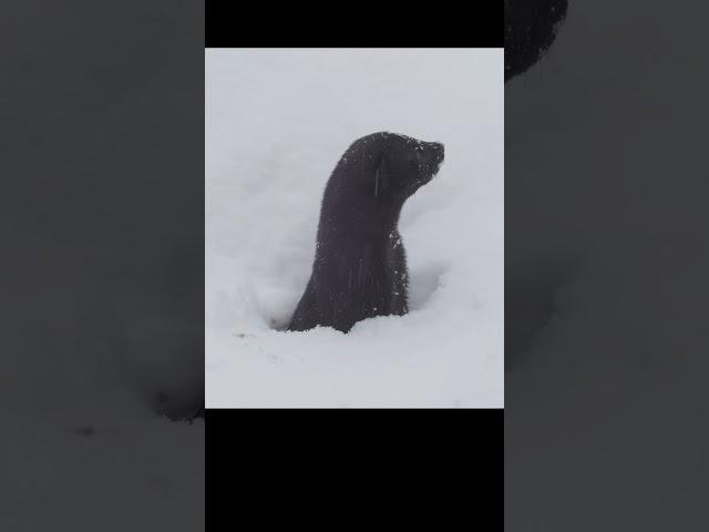 American mink crawls out of a hole after a snowfall. #shots #wildlife
