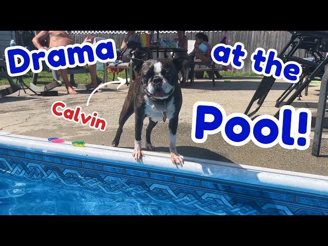 BOSTON TERRIER Causes *DRAMA* At The Pool!