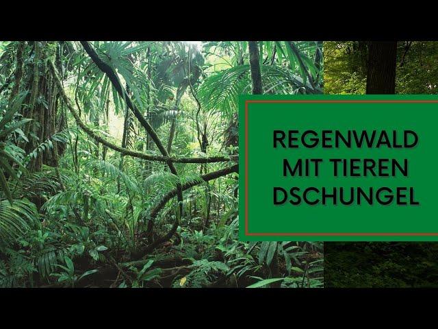 Regenwald mit Tieren schöne Atmosphäre Dschungel Geräusche leichtes Gewitter Sounds