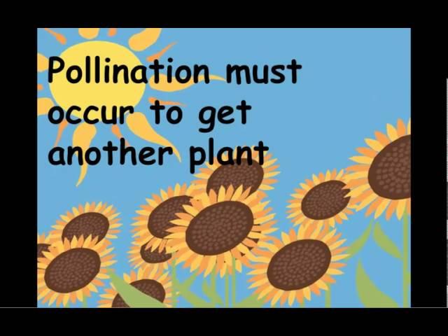 Pollination Rock