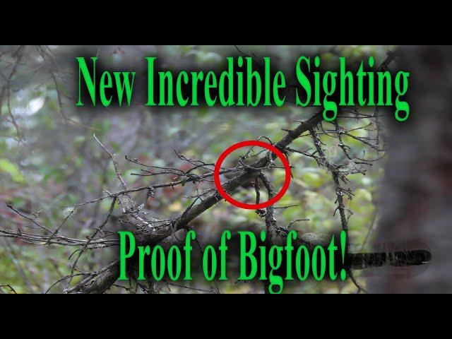 New Video and Proof of Bigfoot