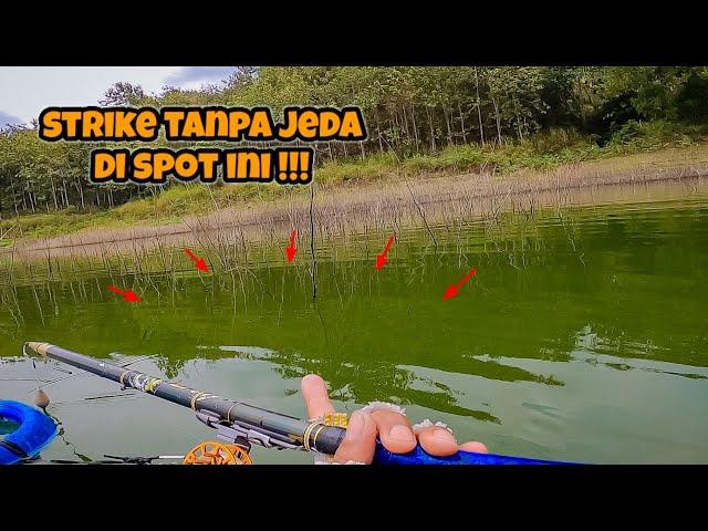 PANEN IKAN‼️PEMANCING PINGGIRAN PASTI NGILER MELIHAT INI || mancing ikan nila di waduk wonorejo