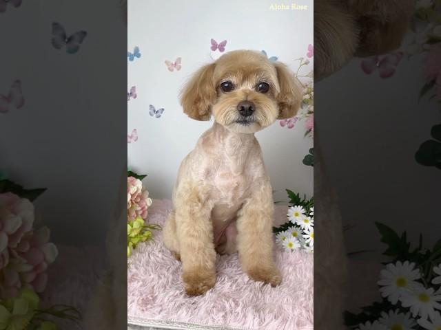 순둥이 말티푸 스포팅컷 #shorts #강아지 #강아지미용