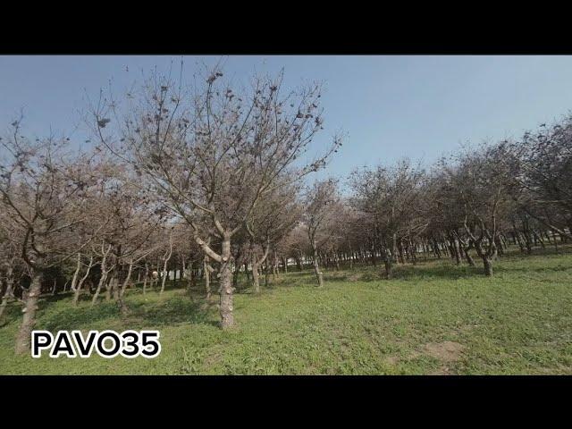 FPV Onetake Flying through the trees in a calm manner