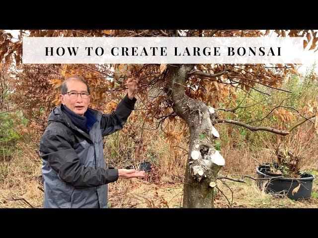 How To Create Large Bonsai