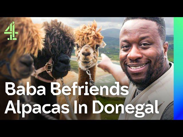 Babatunde Interviews Alpacas & Joins A Trad Band In Donegal | Where To Next? | Channel 4