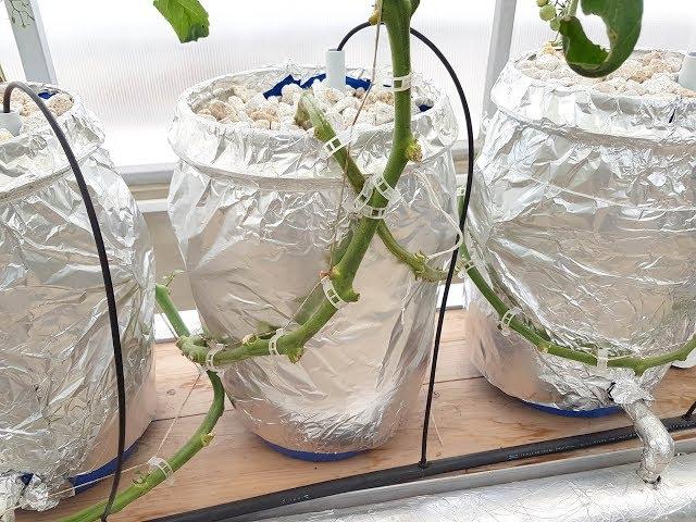 How To Handle Huge Tomato Vines in Greenhouse-Pakistan Hydroponics