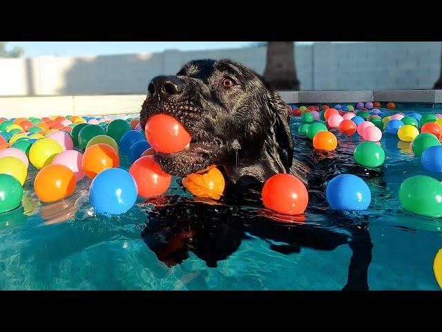 DOG DAD SURPRISES HIS PUPPY WITH 1,000 COLORFUL BALLS!!