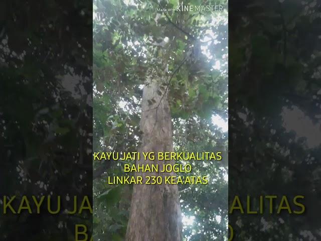 KAYU  RAKSASA JATI PILIHAN BUAT BAHAN JOGLO ''COKRO BILOWO