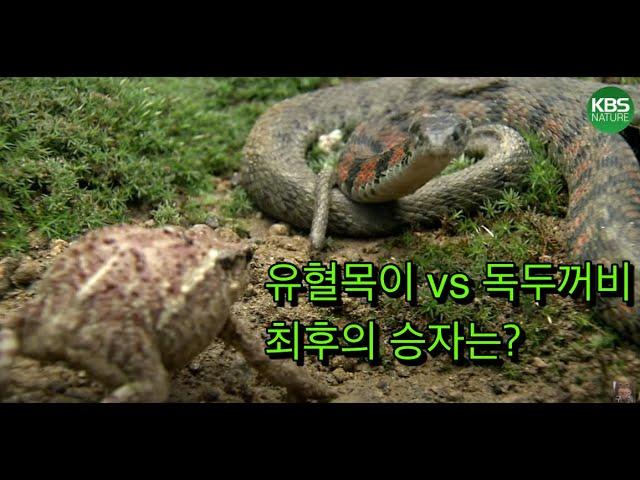 [풀버전] 굶주린 유혈목이 VS 독두꺼비, 최후의 승자는?｜야생의 화학전쟁 '독'｜KBS 환경스페셜 061115 방송