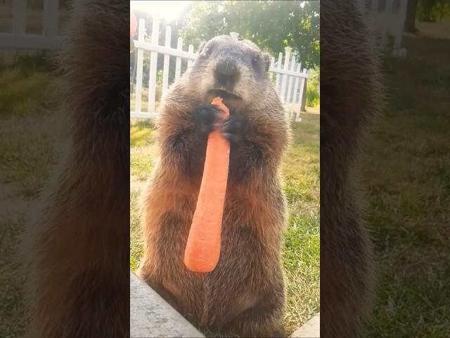 Mr. Sparkle Says Good Afternoon Everyone  #groundhog #cute #adorable #cutie #carrot #mr #sparkle