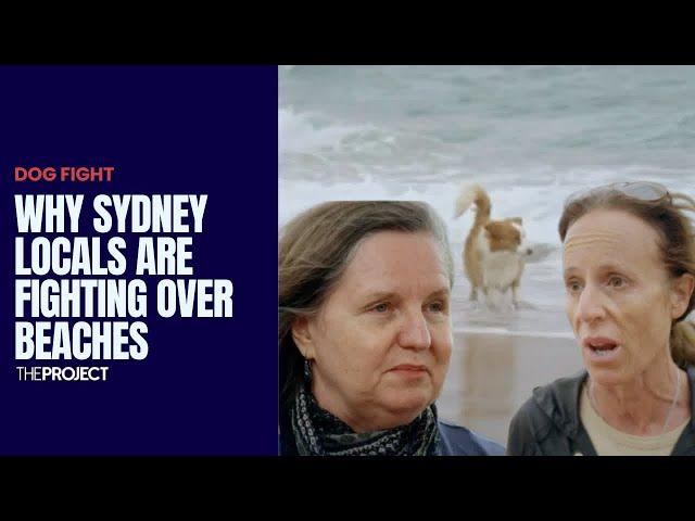 Dog Fight: Why Locals On Sydney's Northern Beaches Are Fighting Over Allowing Dogs On Beaches