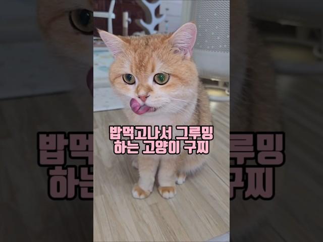 그루밍하는 고양이 구찌 #고양이 #냥이 #아깽이 #길냥이 #길고양이 #브리티쉬숏헤어 #반려묘 #猫 #cat #kittens #straycat