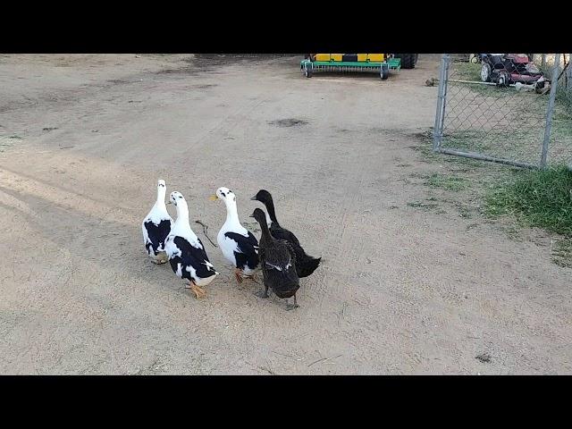 The ducklings at 5 weeks!