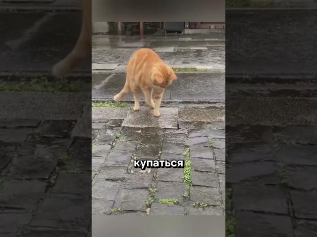 Почему кошки НЕ ЛЮБЯТ воду? 