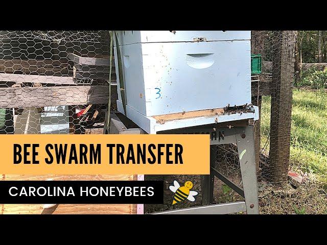 Honey Bee Swarm Transfer from Trap to Hive