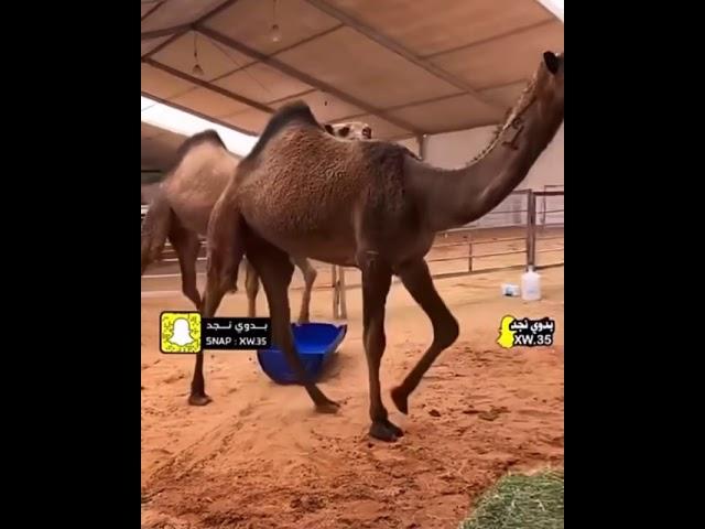 شموخ  وطن  اسمع اللبيد  #الساميات
