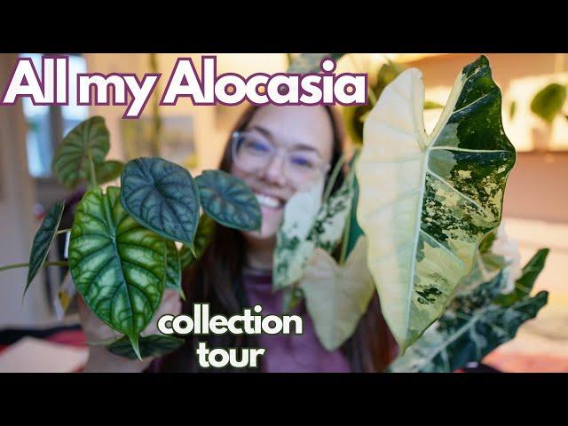 Alocasia collection tour! | Plant with Roos